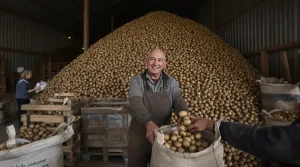 Pas-de-Calais : au lieu de les jeter, un agriculteur offre gratuitement ses pommes de terre invendues
