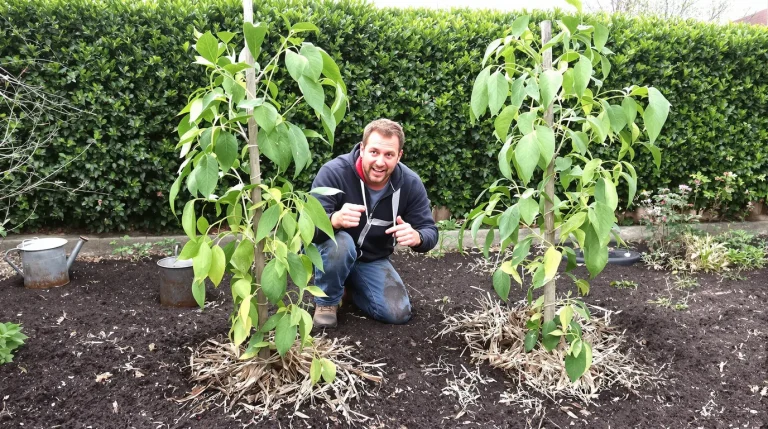 Ce fruitier tropical résiste au froid sans traitement, mais sa plantation demande un geste crucial