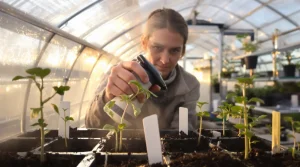 Semis de tomates en serre : ce calendrier et les gestes clés que beaucoup de jardiniers ratent
